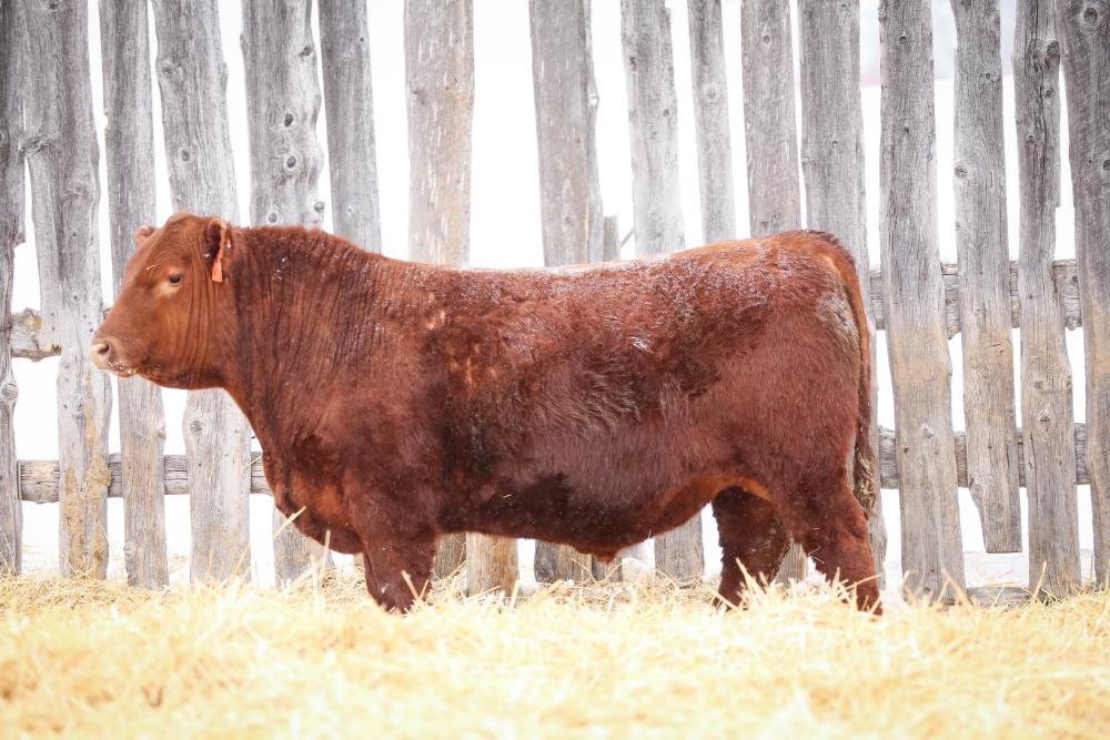 bull
